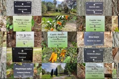Bomen-namen-Camping-La-Haras